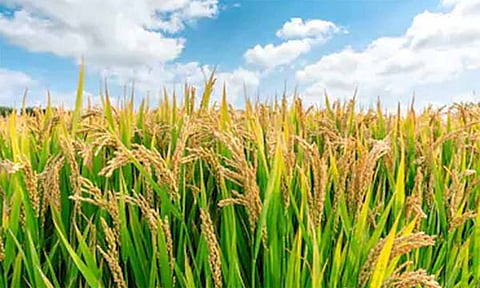 சம்பா பருவத்தில் பயிர் செய்ய நெல் ரகங்கள் பரிந்துரை