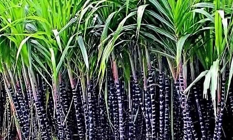 கோப்புபடம்.