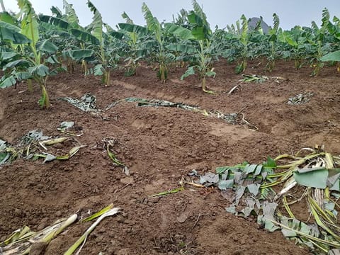 சேதமான பயிர்களை படத்தில் காணலாம்.