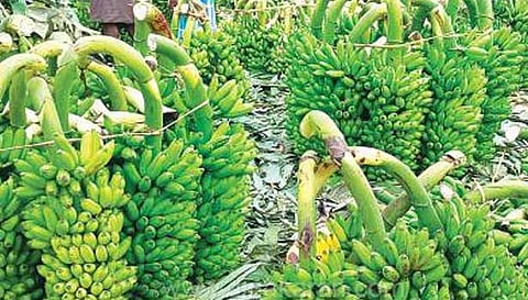 பரமத்திவேலூர் சுற்றுவட்டார பகுதிகளில் ஆடி- 18 பண்டிகையை முன்னிட்டு  வாழைத்தார்கள் விலை உயர்வு