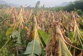 மழையால் ஆயிரக்கணக்கான வாழைகள் மூழ்கியது