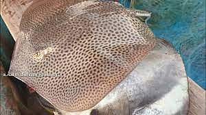 100 கிலோ ராட்சத திருக்கை மீன் ரூ.10 ஆயிரத்துக்கு விற்பனை