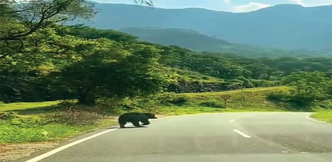 பொள்ளாச்சி அருகே ஆழியார்-வால்பாறை சாலையில் கரடி நடமாட்டம்