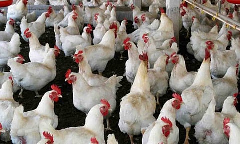 கறிக்கோழி பண்ணை