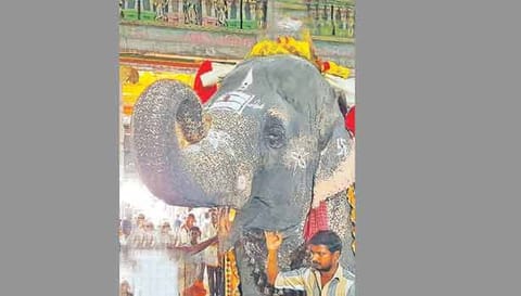 பார்வதி யானை

