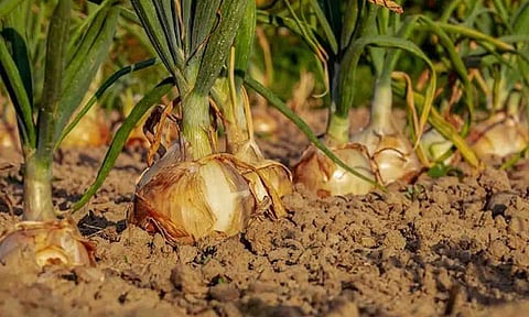 கோப்புபடம்.