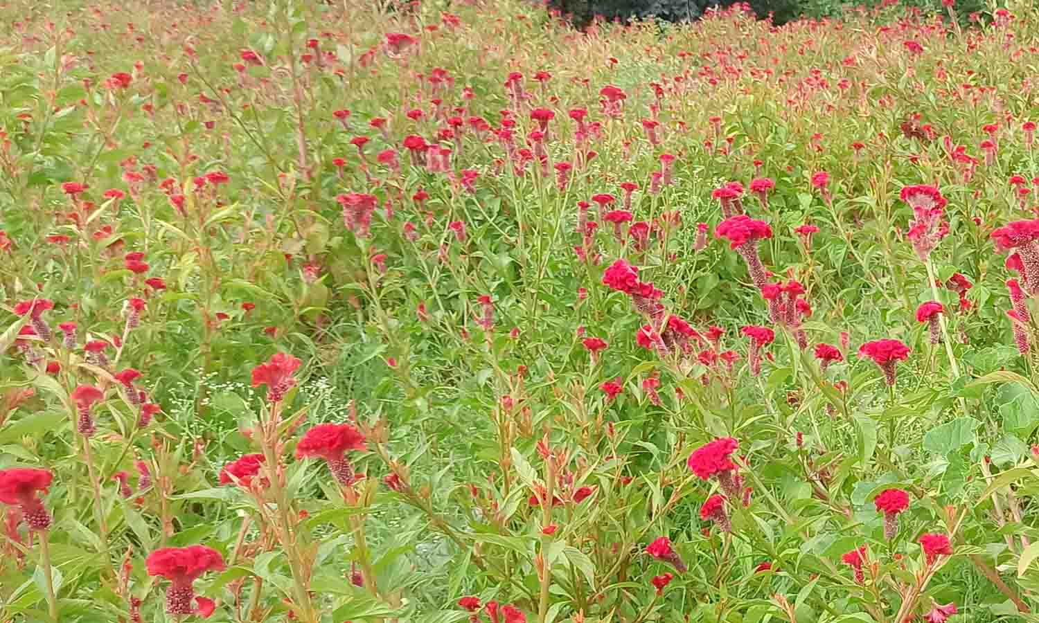 பல்லடம் பகுதியில் சாகுபடி செய்யப்பட்ட கோழிக்கொண்டை பூக்கள் வளர்ந்துள்ளதை படத்தில காணலாம்.&nbsp;&nbsp;