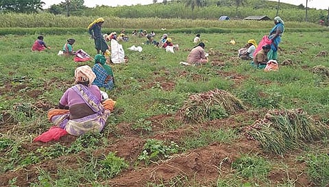 வெங்காய அறுவடையில் ஈடுபட்டுள்ள தொழிலாளர்கள்.