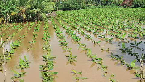 கோவையில் தொடர் மழையால் நொய்யல் ஆற்றில் கரைபுரண்டு ஓடும் வெள்ளம்