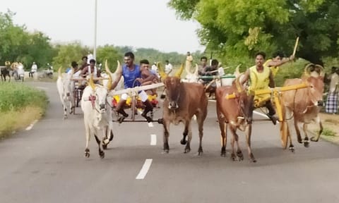 பந்தயத்தில் பங்கேற்ற மாட்டு வண்டிகள் பாய்ந்து வந்த காட்சி.
