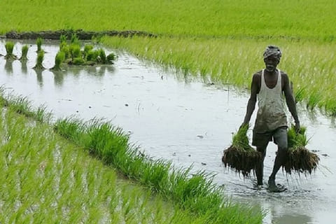 5 ஆண்டுகளாக கிடப்பில் கிடக்கும் தரிசு நிலங்களை விவசாய நிலமாக மாற்ற மானியம் -  வேளாண்மை துறை தகவல்