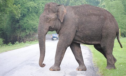 லாரியை வழிமறித்து கரும்பை ருசித்த ஒற்றை யானை