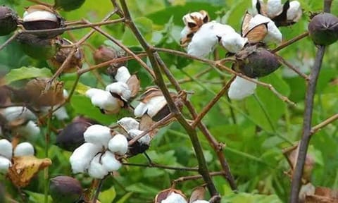 கோப்புபடம்.