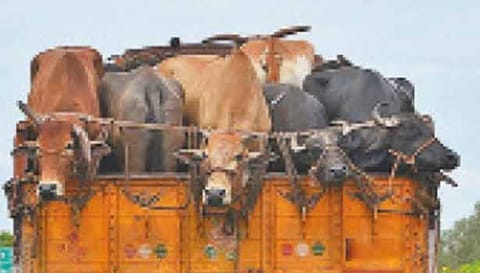 லாரியில் கொண்டுவந்த 43 மாடுகள் பறிமுதல்