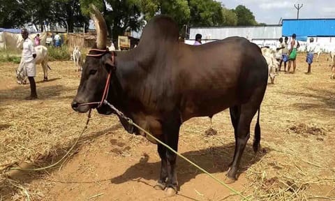 கோப்புபடம்.
