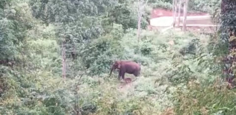 கோத்தகிரி அருகே மினிலாரியை அடித்து நொறுக்கிய காட்டு யானைகள் கூட்டம்