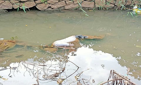 நாகர்கோவில் அருகே பாலத்தில் அமர்ந்தபோது ஆற்றுக்குள் தவறி விழுந்த வங்கி ஊழியர் பலி