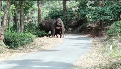 தேயிலை தோட்டங்களில் குட்டியுடன் முகாமிட்டுள்ள காட்டு யானைகள்