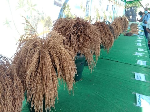 பாரம்பரிய நெல் விதைகள் வினியோகம்- அதிகாரி தகவல்