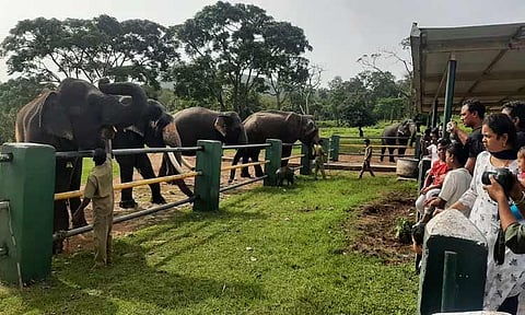 முதுமலைக்கு சுற்றுலா பயணிகள் வருகை அதிகரிப்பு