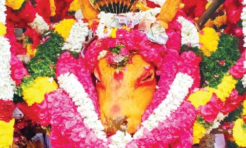 இறந்த கோவில் காளை