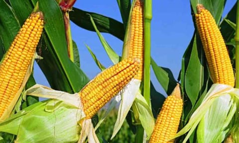 கோப்புபடம்.