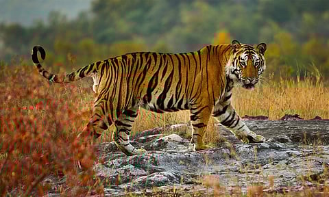 கால்நடைகளை வேட்டையாடி வரும் புலியை வனப்பகுதியில் விரட்டும் பணி தீவிரம்