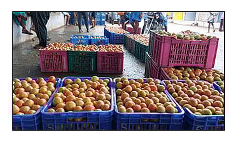 தருமபுரி மாவட்டத்தில் தொடர் மழையால் தக்காளி விலை திடீர் உயர்வு