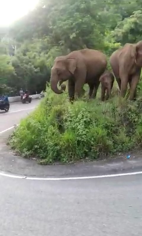 கொண்டை ஊசி வளைவில் குட்டியுடன் உலா வரும் காட்டு யானை