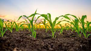 மத்திய, மாநில அரசு தடை செய்த மரபணு மாற்றம் செய்யப்பட்ட விதைகளை விற்பதும் வாங்குவதும் மிகப்பெரிய குற்றம் - வேளாண்மைத்துறை எச்சரிக்கை