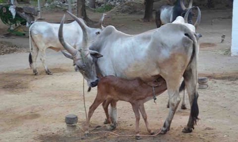 கோப்புபடம்.