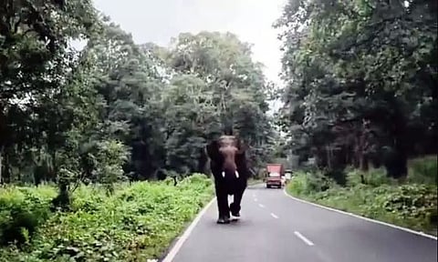 முதுமலையில்  சுற்றுலாபயணிகள் சென்ற வாகனத்தை துரத்திய யானை