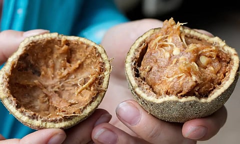 நோய் எதிர்ப்பு சக்தியை அதிகரிக்கும் விளாம்பழம்: சுவைப்பது எப்படி?