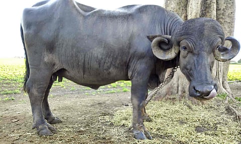 சாலையோரம் உள்ள கழிவு நீர் வடிகாலில் விழுந்த எருமை மாடு மீட்பு