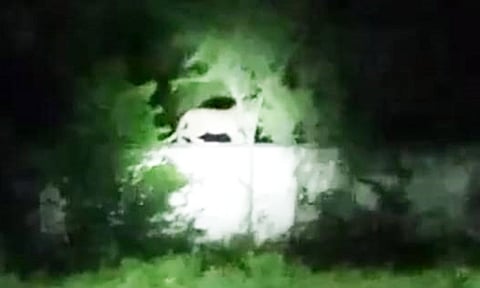 பண்ணாரியம்மன் கோவில் பகுதியில் சிறுத்தை நடமாட்டம்