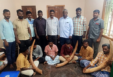 4 யானை தந்தங்கள் பறிமுதல்-6 பேர் கைது