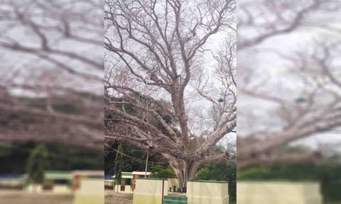 இலைகள் உதிர்ந்த நிலையில் பழமையான அரச மரம்.