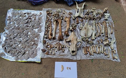 வீட்டில் புலியின் பற்கள், நகங்கள், எலும்புகளை பதுக்கி வைத்திருந்த 5 பேர் கைது