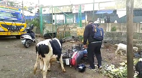 குன்னூர் மார்கெட்டில் சுற்றி திரியும் கால்நடைகள்