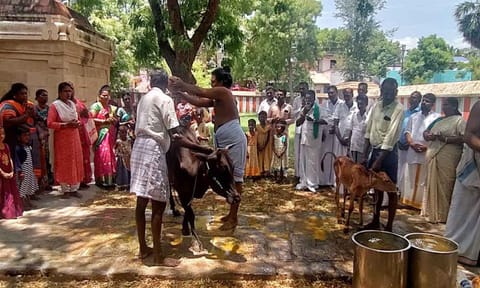 கோவிலில் கோமாதா பூஜை நடைபெற்ற காட்சி.