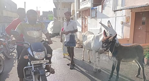 50 மில்லி கழுதை பால் ரூ.250-க்கு விற்பனை