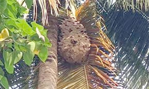 கதண்டு கடித்து ஆடு பலி