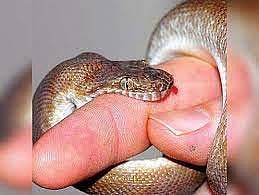 மூதாட்டி சிகிச்சை பலனின்றி உயிரிழப்பு