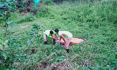 குட்டையில் விழுந்த பசுமாட்டினை தீயணைப்பு வீரர்கள் உயிருடன் மீட்டனர்.