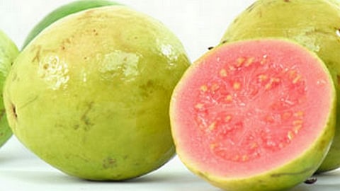 கொய்யாப்பழம் வரத்து அதிகரிப்பு