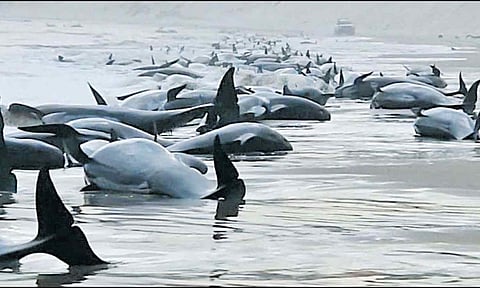 ஆஸ்திரேலியாவில் கொத்து கொத்தாக கரை ஒதுங்கிய திமிங்கலங்கள்