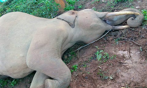 மின்சாரம் தாக்கி பலியான யானை. 