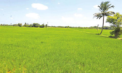 பரந்தூரில் விமான நிலையம் அமைய இருக்கும் இடம்.
