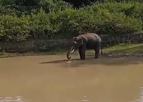 குளத்தில் தண்ணீர் குடிக்கும் ஒற்றை யானை