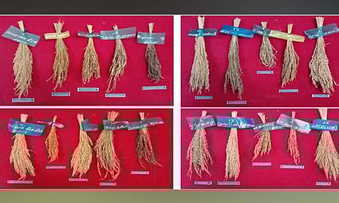 பாரம்பரிய நெல் ரகங்கள்